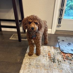 Meet your Posher, Marianne